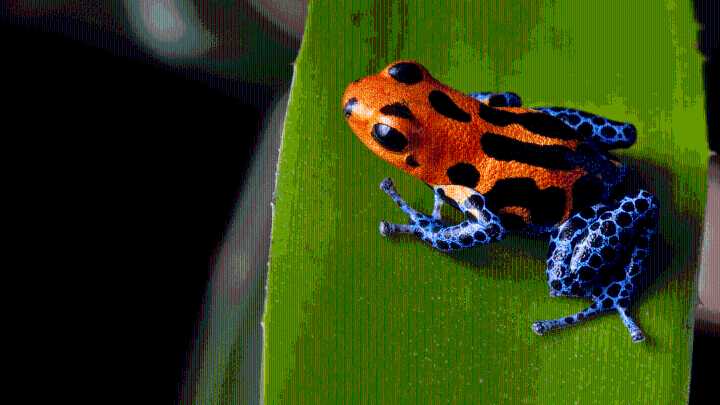 Snakes Filmed ‘Wiping’ Poison Off Frogs Before Eating Them Alive