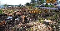Outrage as dozens of trees are felled at East Kilbride restaurant
