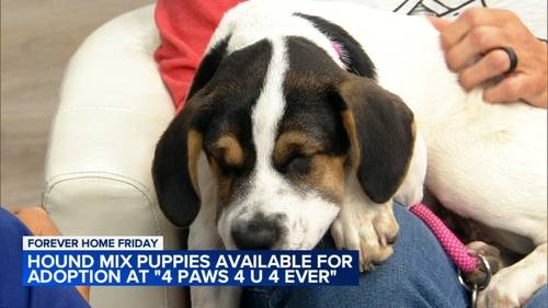 Hound mix puppies up for adoption in Chicago area