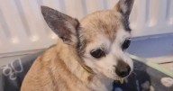 Britain's oldest rescue dog searching for retirement home at age of 126