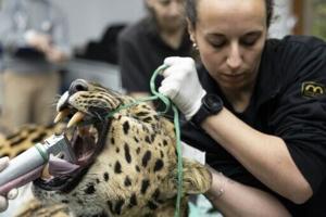 Artificial insemination raises hopes for world’s rarest big cat