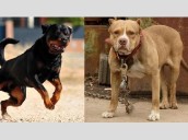 Chandigarh bans seven ‘dangerous’ dog breeds, announces strict new pet ownership rules [ FULL VIEW ]
