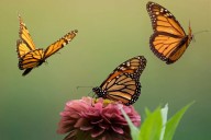 Mariposa Monarca inicia su gran viaje migratorio