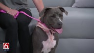 'Fur Ball' returns to Tulsa: Oklahoma Alliance for Animals celebrates saving lives at Hollywoof themed gala