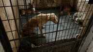 States fail to file reports on stray dogs, top court summons all chief secretaries