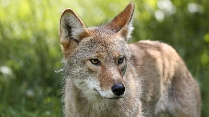 Coyote grabs child in Portland's Alameda neighborhood