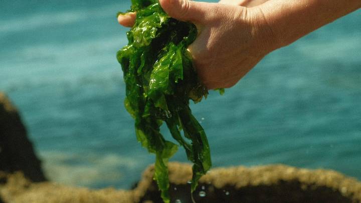 Algas gallegas para luchar contra la obesidad o el cáncer: "Los resultados están siendo esperanzadores"