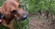 Chesterfield K9 Mazie finds missing Powhatan 4