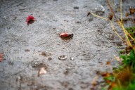 Warm Tuesday in Portland gives way to cooler, rainy days ahead