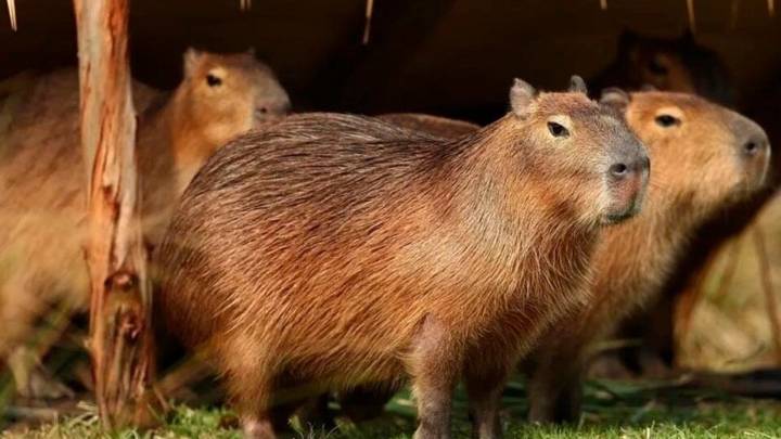 Dictan medidas cautelares para preservar a los carpinchos en Nordelta