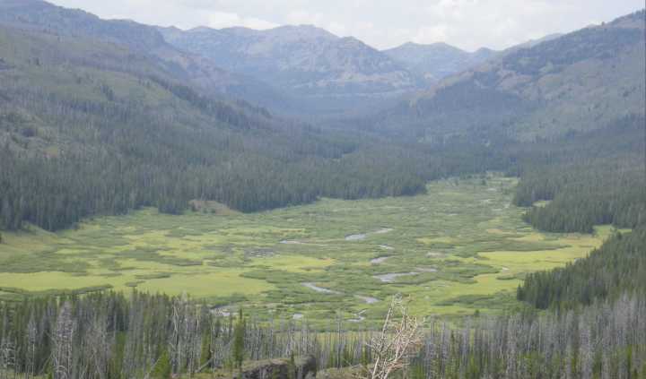 Federal judge nixes fish swapping plan in Absaroka