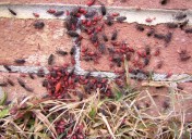 They’re back! City of Red Deer’s humorous take on Box Elder Bug season