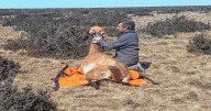 Las rutas de los guanacos: de la Patagonia a un Atlas Mundial que reúne a 92 científicos