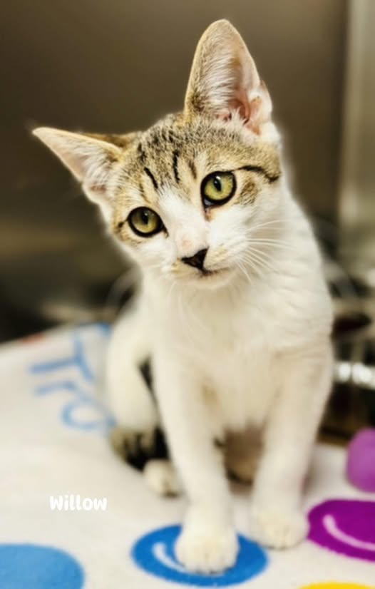 Feral kitten accidentally trapped in Jackson backyard finds permanent outdoor home