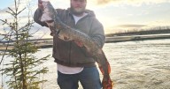 Fisherman catches trophy Burbot in Tanana River