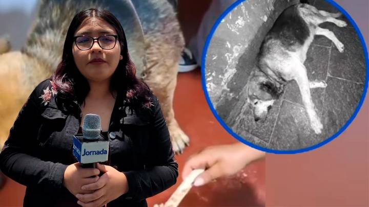 Indignación en Ayacucho por muerte de perrito acuchillado; piden justicia y aplicación de la Ley de Protección Animal