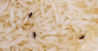 Keep bugs away from food in cupboards that have 1 one fresh ingredient