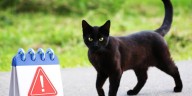 Usuarios de redes en México llaman a no dar gatos en adopción durante octubre