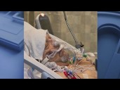 Truck driver injured in I-20 hit
