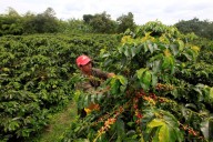 Colombia logra su mejor cosecha de café en más de tres décadas, pero alerta de ciclo 2025‑26 más bajo
