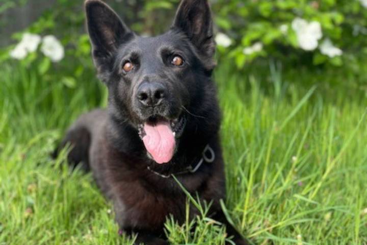 Retired Vancouver Island police dog Grimm dies at 13 after decorated career