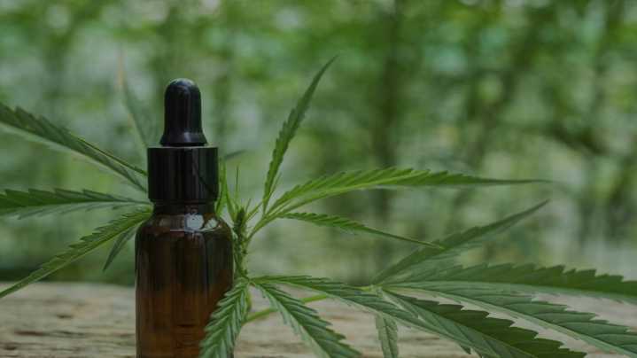 A una semana del anuncio, las consultas por aceite de cannabis son bajas en San Juan