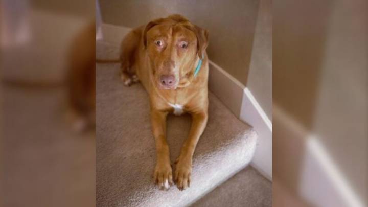 Kansas Family Adopts Rescue Dog And Discovers A Quirky Trait That Makes Her Truly One