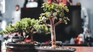 Adiós invierno: cómo y qué trabajos hacer con nuestro árbol de jade con la primavera
