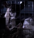 Emanciated dogs found in Marcellus Township rescued by Cass County Animal Control