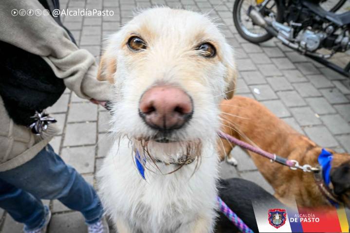 A través de la Semana de Bienestar Animal, la Alcaldía de Pasto lidera procesos institucionales para la protección y cuidado de los animales
