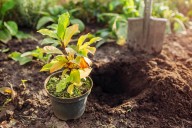 Is It Too Late to Plant Perennials This Fall? A Gardening Expert Weighs In
