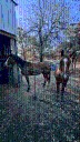 McClain Co. Sheriff's Office seeks to locate owner of two horses