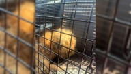 Rescuers Lift Sewer A Lid In California And Discover A Frightened Dog Waiting For Help