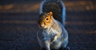 Study claims road noise makes gray squirrels feel safer