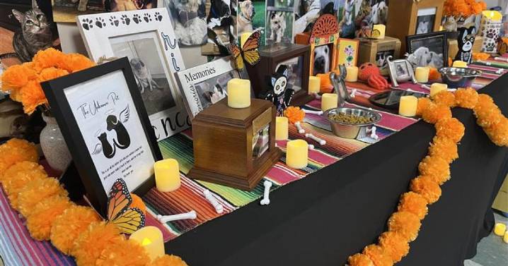 'Positive way to connect people:' Pet ofrenda at Paris Vet Clinic goes viral on TikTok
