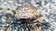 Lanternfly, an invasive insect that threatens crops, found in Iowa