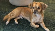 Rescue dog inspires support for other animals in need