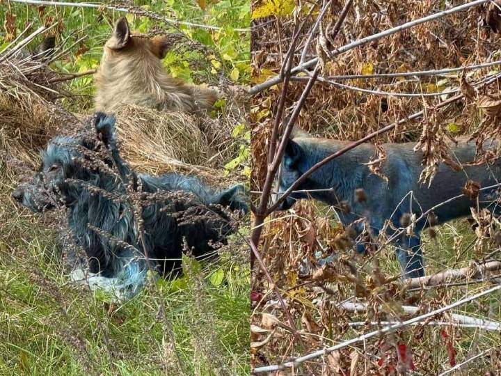 Perros azules aparecen en Chernóbil ¿Qué son?