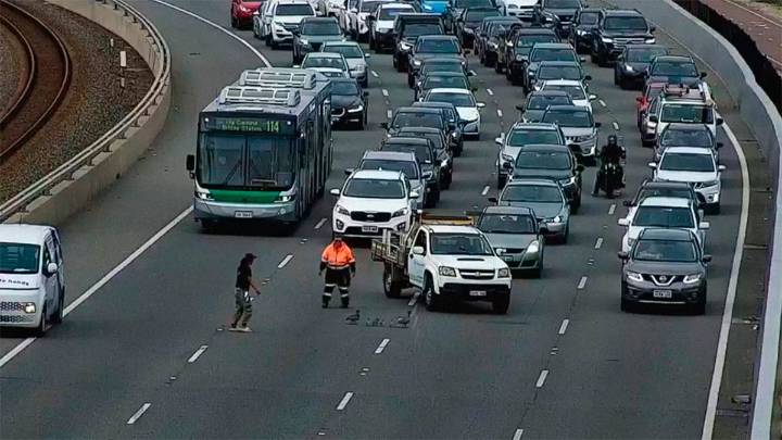 Una familia de patos cruzó una autopista y provocó un accidente