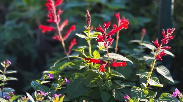 Ni jazmines ni begonias: la planta que te dará flores todo el año