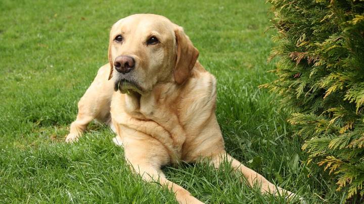 Mumbai Housing Society Queries: 'Society Cannot Ban Pets Even With Consensus Of Majority,' Says Expert