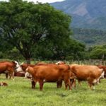 Habrá remate de bovinos en la Sociedad Rural...