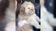Alabama Dog Has A Face That Looks Just Like A Human's, And The Internet Can't Get Enough
