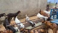 Cabinet Nod To ‘Small Animal Development’ Scheme Under Prani Sampad Samruddhi Yojana