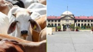 'Frivolous FIRs': Allahabad HC slams misuse of Cow Slaughter Act by UP police