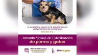 Atención Ixcotla: Habrá jornada masiva de esterilización gratuita de animales de compañía