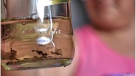 Dengue en la ciudad de Santa Fe: sin casos activos, pero con presencia del Aedes aegypti en tres nuevos barrios