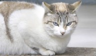 Futuros Veterinarios de la UAA Colaboran en Campaña de Bienestar Animal con Servicios Gratuitos
