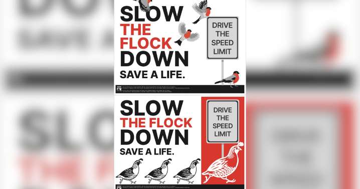 City of Spokane wants to buy 'Slow the Flock Down' signs to slow drivers