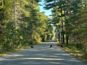 Turkeys cross the road, a crypto scam is thwarted, and a jet ski ride doesn’t go as planned